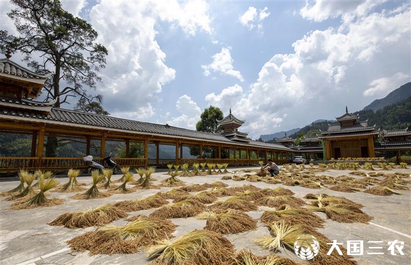 貴州從江：香禾糯喜獲豐收