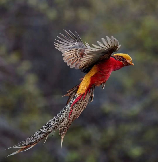 以鳥(niǎo)為景、以鳥(niǎo)為媒 全國(guó)“鳥(niǎo)友”齊聚神農(nóng)架